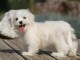 Dons chiots Bichons Maltais 3 mâles et 2 femelles 