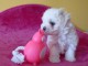 Dons chiots Bichons Maltais 3 mâles et 2 femelles 