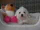 Dons chiots Bichons Maltais 3 mâles et 2 femelles 