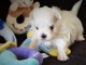 Dons chiots Bichons Maltais 3 mâles et 2 femelles 