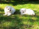 Dons chiots Bichons Maltais 3 mâles et 2 femelles 