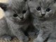 Des bébés disponible Chatons de race Chartreux pour adoption