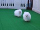 Des petits Chiots Sociables de racse Spitz disponible a donner