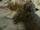 Chatons British shorthair 