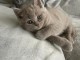 Chatons British shorthair 