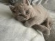 Chatons British shorthair a donner