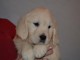 Chiot type golden retriever femelle/mâle à donner