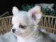 chiots chihuahua disponible de suite 