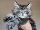 Adorable chaton maine coon pour adoption