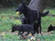 chiots berger hollandais