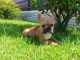 Chiot bouledogue français rouge fauve