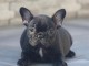 Chiot bouledogue français rouge fauve