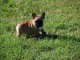 Chiot bouledogue français femelle/mâle