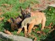 Chiot bouledogue français femelle/mâle