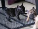 Chiots bouledogue français a donné