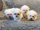 bebes chiots bichon disponible contre soins.