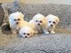 Bebes Chiots de race Bichon disponible