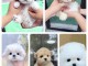 Superbes chiots Pomeranian, Bichon, Yorkshires, Shih Tzu, Caniche