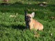 Donner chiot bouledogue français mâle 