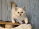 Adorable chaton Sacré de Birmanie pour adoption
