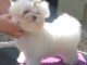 Chiots Bichon Maltais 3 mâles et 2 femelles disponible de suite