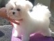 Chiots Bichon Maltais 3 mâles et 2 femelles disponible de suite