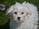 Chiots Bichon Maltais 3 mâles et 2 femelles disponible de suite