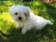 Chiots Bichon Maltais 3 mâles et 2 femelles disponible de suite