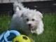 Chiots Bichon Maltais 3 mâles et 2 femelles disponible de suite