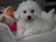 Chiots Bichon Maltais 3 mâles et 2 femelles disponible de suite