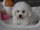 Chiots Bichon Maltais 3 mâles et 2 femelles disponible de suite