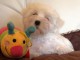 Chiots Bichon Maltais 3 mâles et 2 femelles disponible de suite