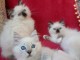 A  donner contre bon soin chatons Ragdoll LOOF