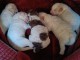Chiots Lagotto Romagnolo a réserver