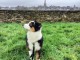 Chiot berger australien tacheté 