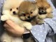 Chiot spitz pomeranian a donne