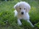  chiots Golden Retriever a donner