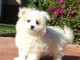 adorable chiot Bichon Maltais