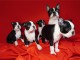 Boston Terrier chiots à vendre