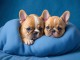 A DONNER ADORABLES CHIOTS BOULEDOGUE FRANCAIS