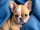 A DONNER ADORABLES CHIOTS BOULEDOGUE FRANCAIS