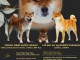 Shiba Inu chiots à vendre