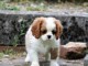 disponible de suite chiots cavalier king charle 