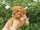 disponible de suite chiots cavalier king charle 