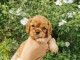 disponible de suite chiots cavalier king charle 