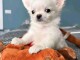 Chiots type chihuahua pour adoption 