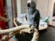 Magnifique perroquet gris du Gabon a donner contre bon soin 