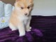 chiots pomsky disponible de suite 