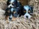 Dons chiots cavalier king Charles 