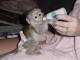 Bébé singe Capucin tres bien apprivoisé intelligents affectueux